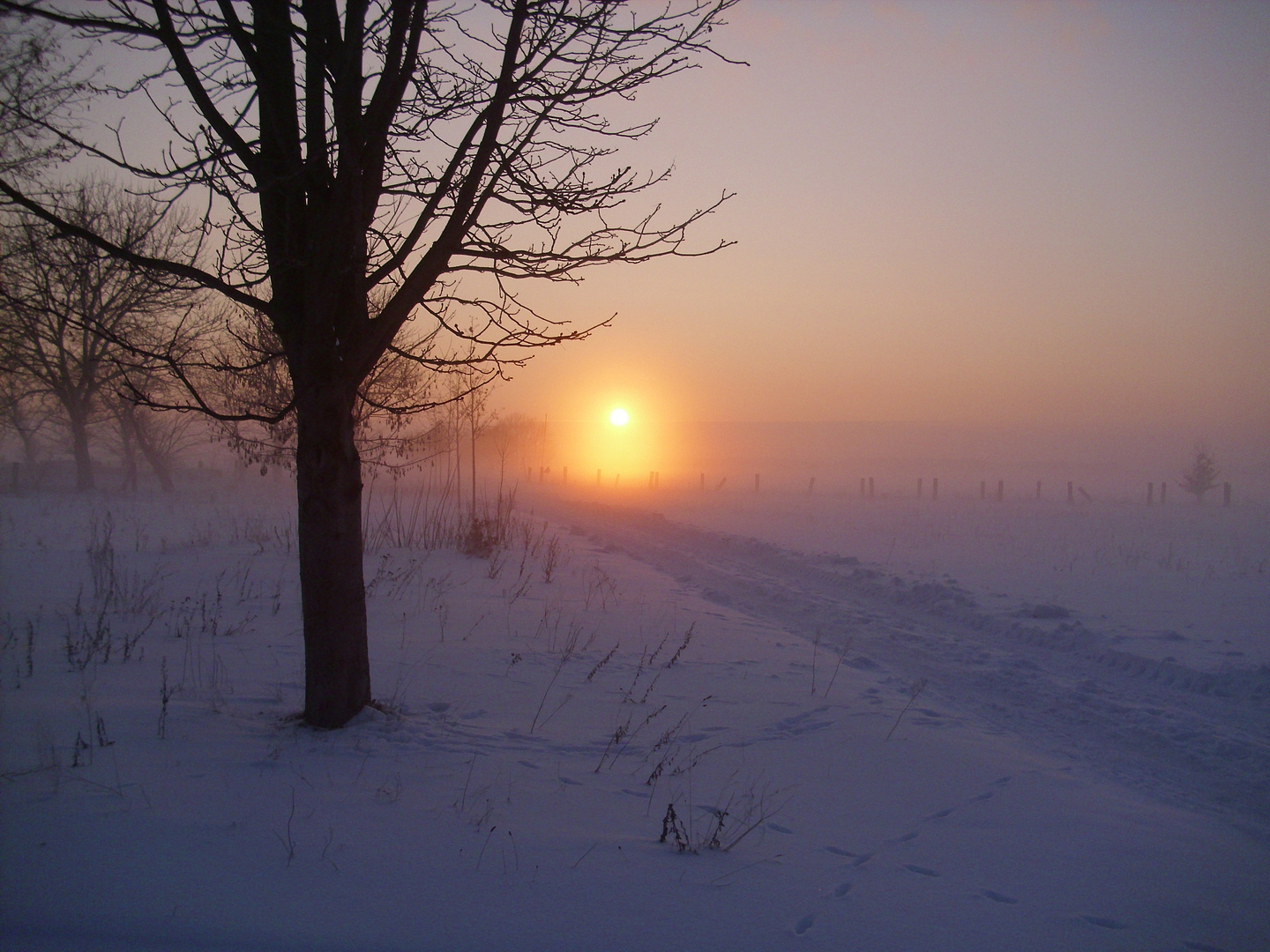 Sonnenuntergang mit Bodennebel im Winter