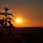 Sonnenuntergang mit Brennnessel 