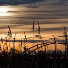 Sonnenuntergang mit Brücke und Schilf im Vordergrund