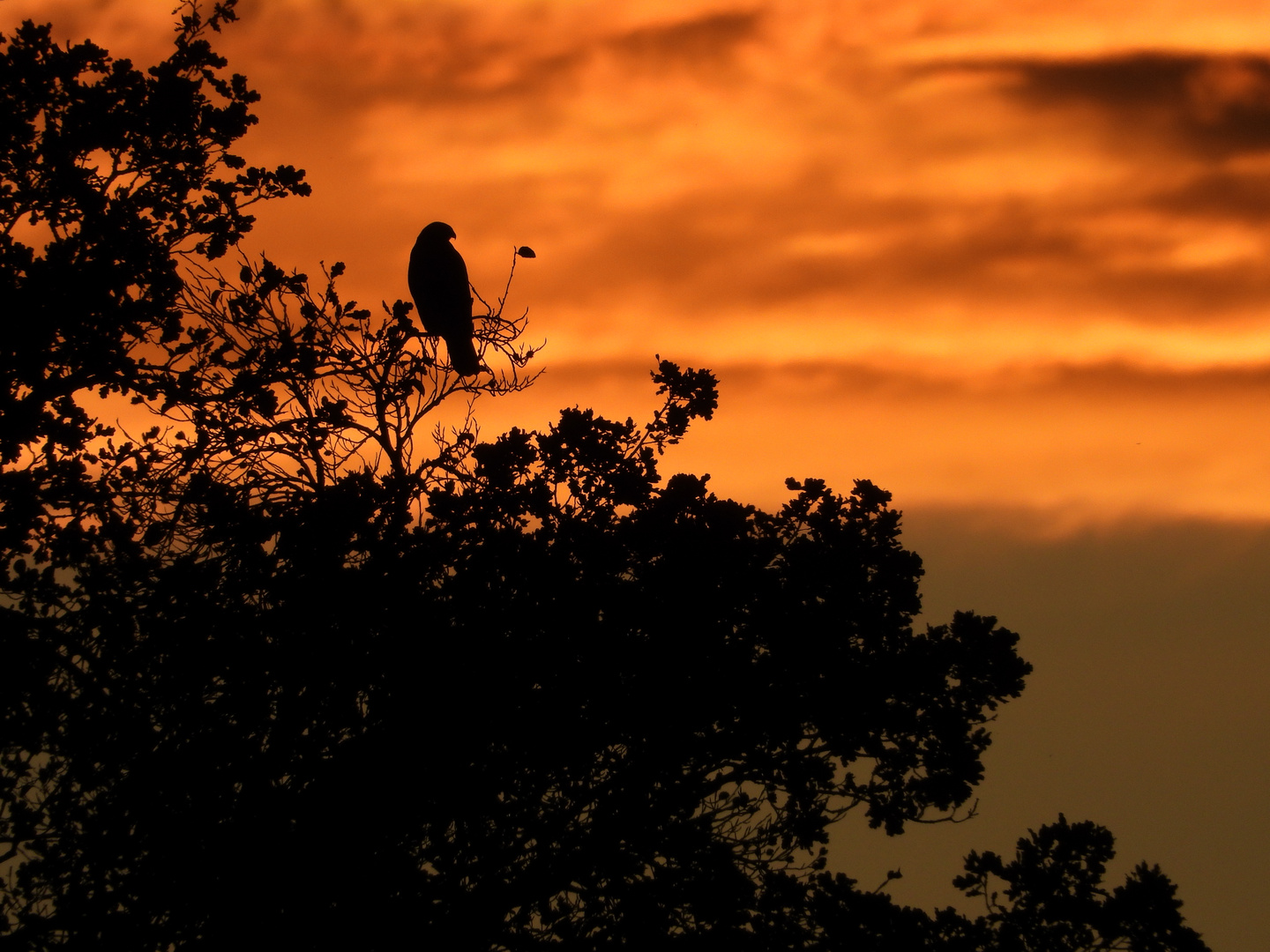 Sonnenuntergang mit Bussard