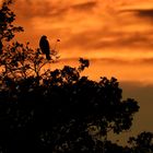 Sonnenuntergang mit Bussard