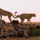 Sonnenuntergang mit Cheetahs