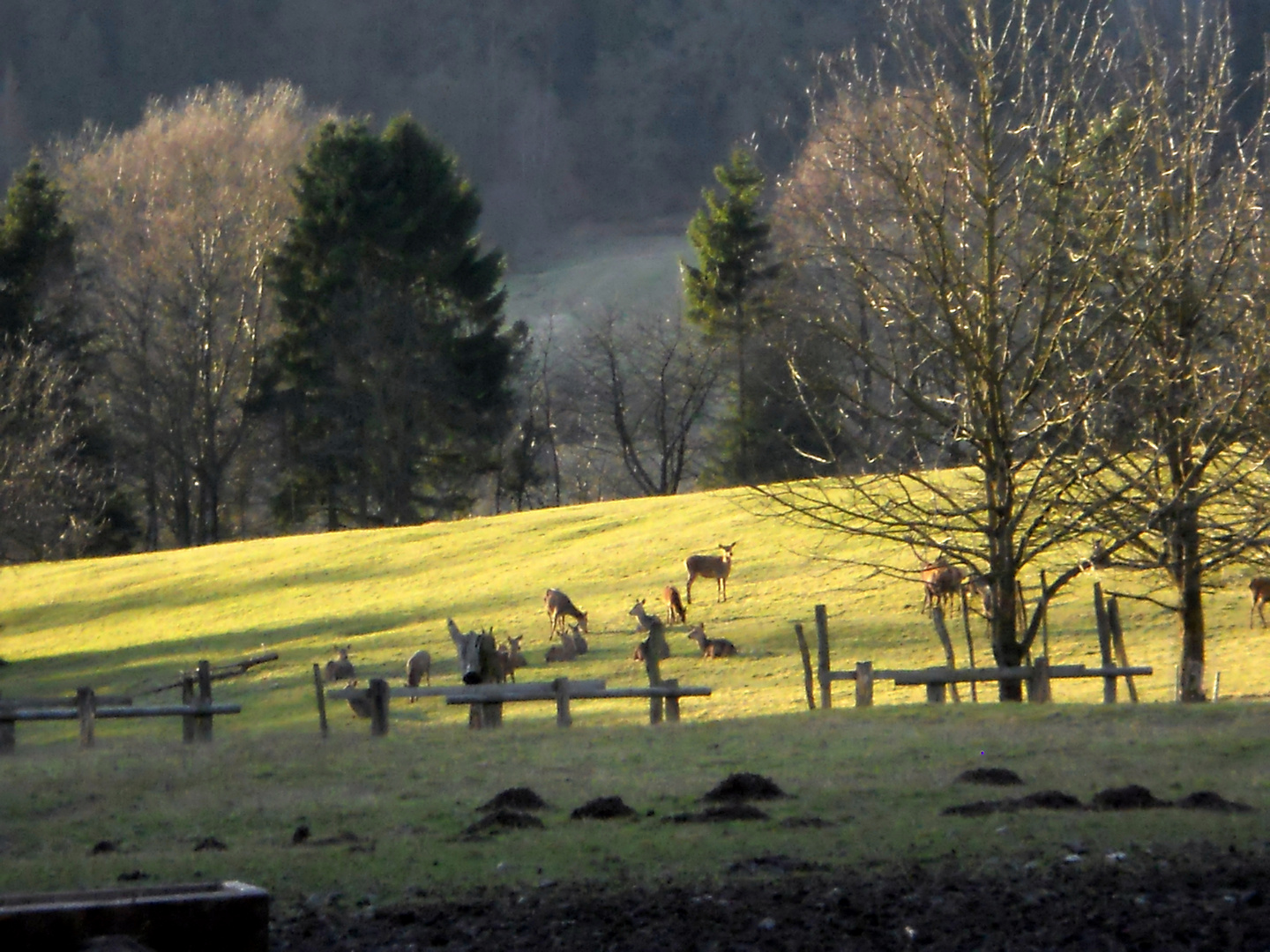 Sonnenuntergang mit Damwild