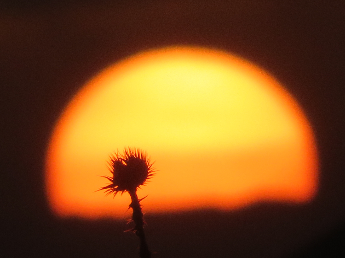 Sonnenuntergang mit Diestel im Vordergrund 