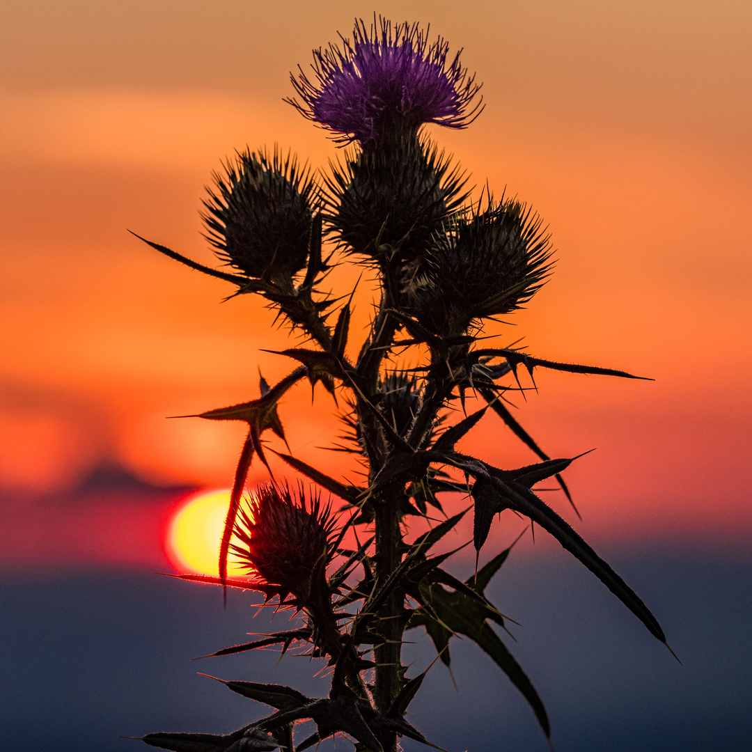 Sonnenuntergang mit Distelblüte