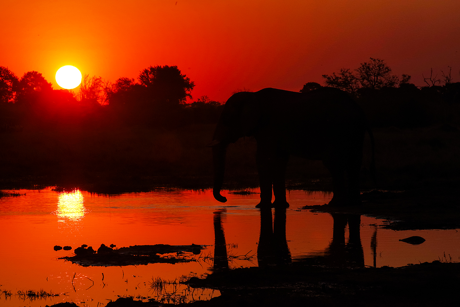 Sonnenuntergang mit Elefant