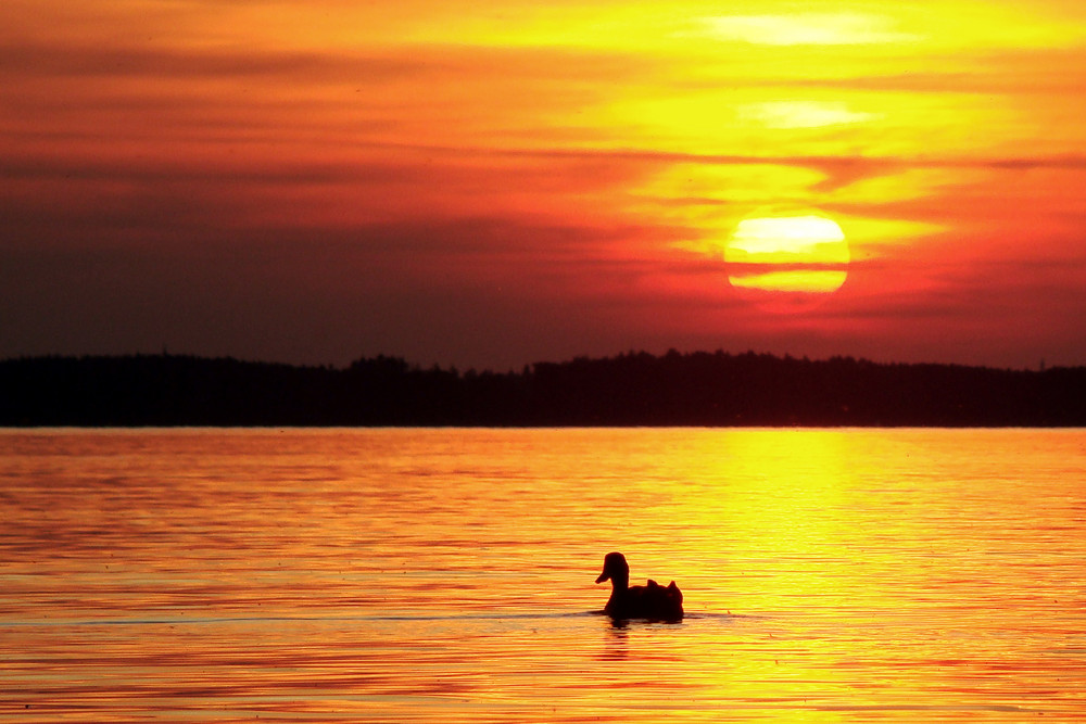 Sonnenuntergang mit Ente....