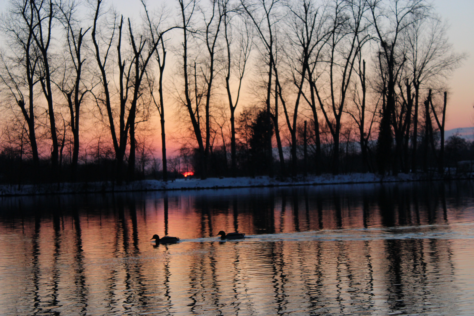 Sonnenuntergang mit Enten