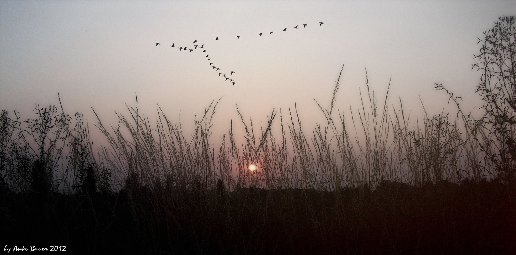 Sonnenuntergang mit Enten !