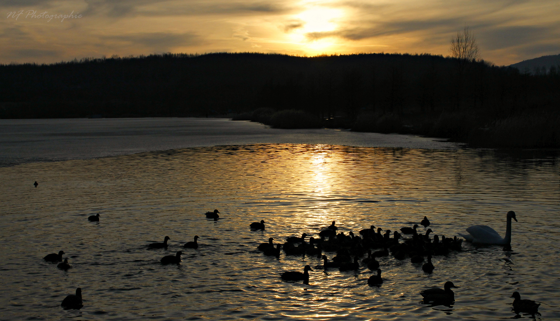 Sonnenuntergang mit Enten und einem Schwan
