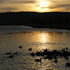 Sonnenuntergang mit Enten und einem Schwan