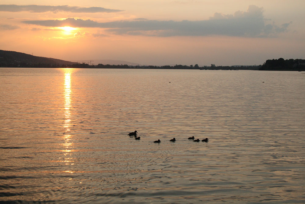 Sonnenuntergang mit Entenfamilie