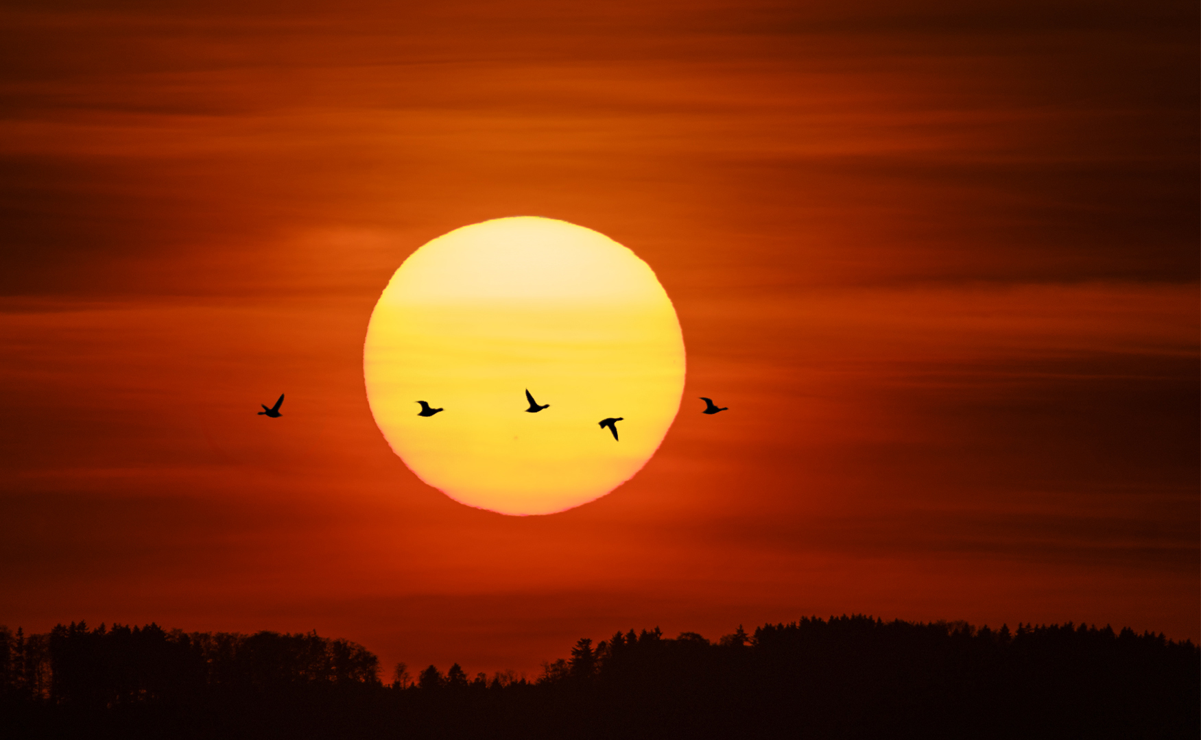 Sonnenuntergang mit Flugenten am Ammersee