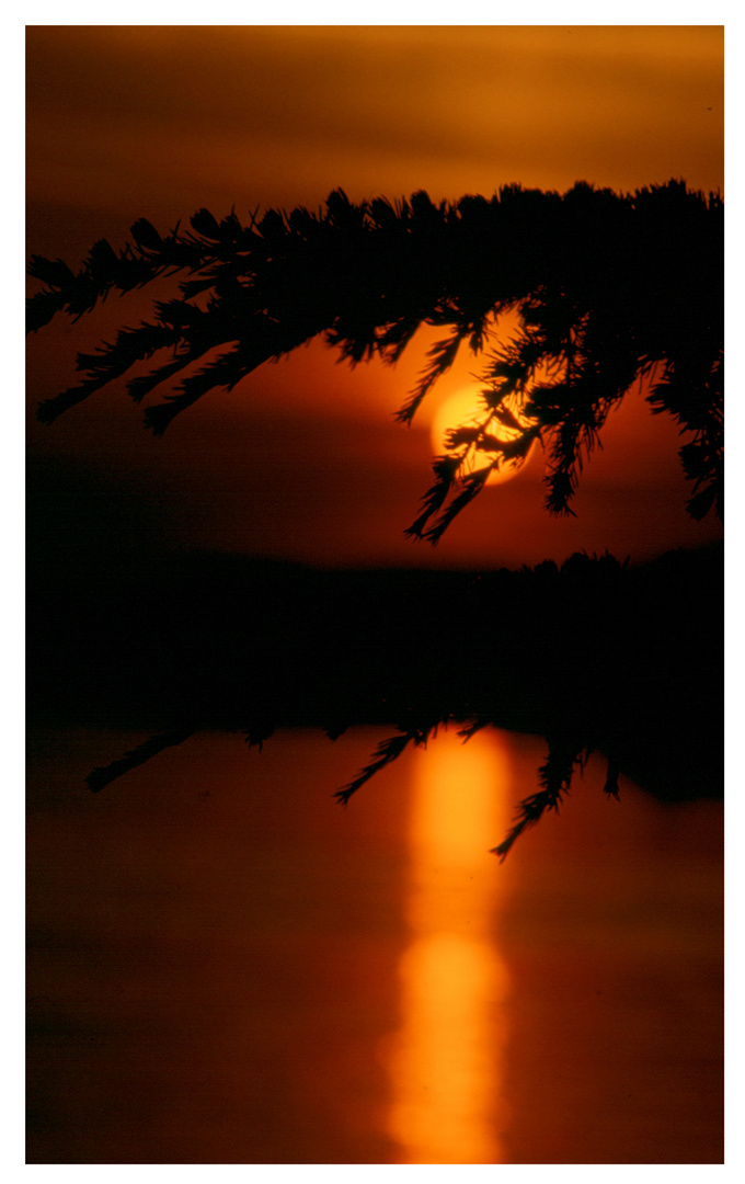 Sonnenuntergang mit Föhre in Montreux Schweiz