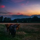 Sonnenuntergang mit Galloways