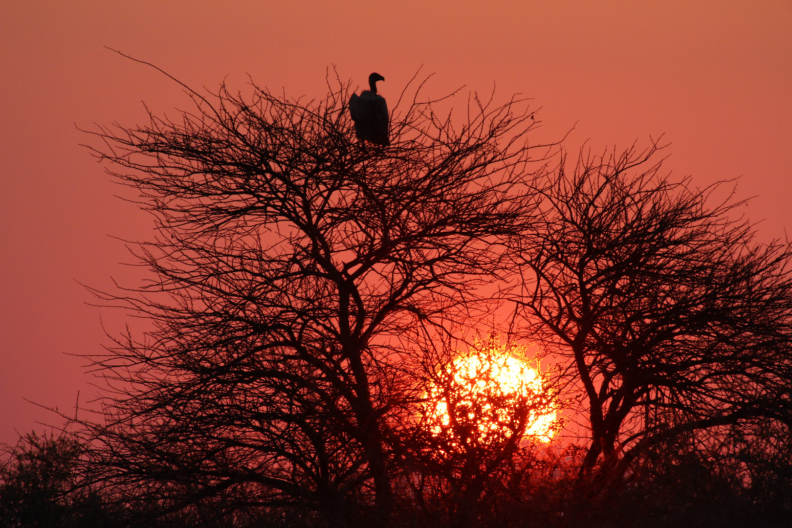 sonnenuntergang mit geier