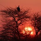 sonnenuntergang mit geier