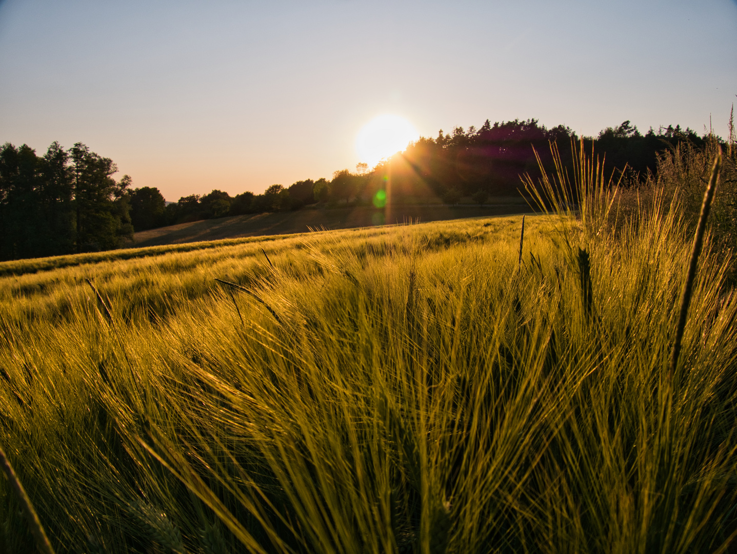 Sonnenuntergang mit Getreidefeld