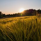 Sonnenuntergang mit Getreidefeld