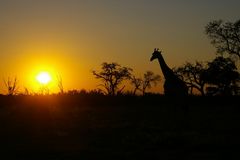 Sonnenuntergang mit Giraffe