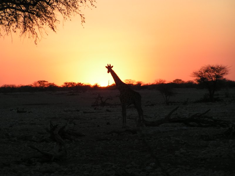 Sonnenuntergang mit Giraffe