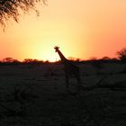 Sonnenuntergang mit Giraffe