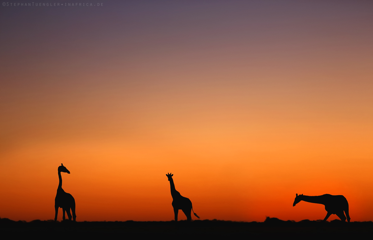 Sonnenuntergang mit Giraffen -