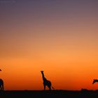 Sonnenuntergang mit Giraffen -