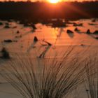 Sonnenuntergang mit Gräser 5