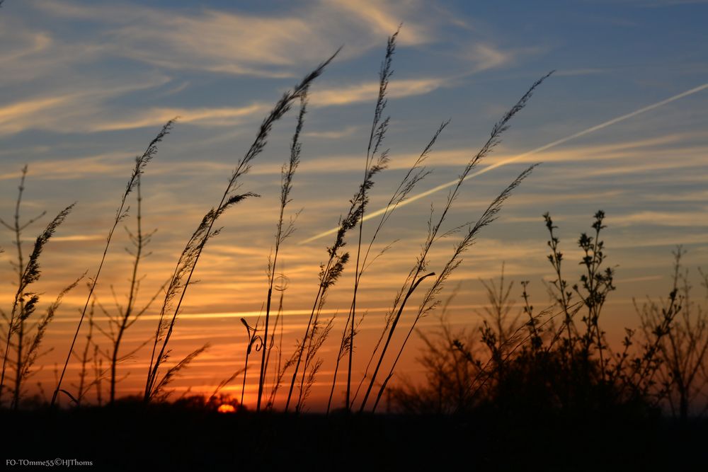 Sonnenuntergang mit Gräsern