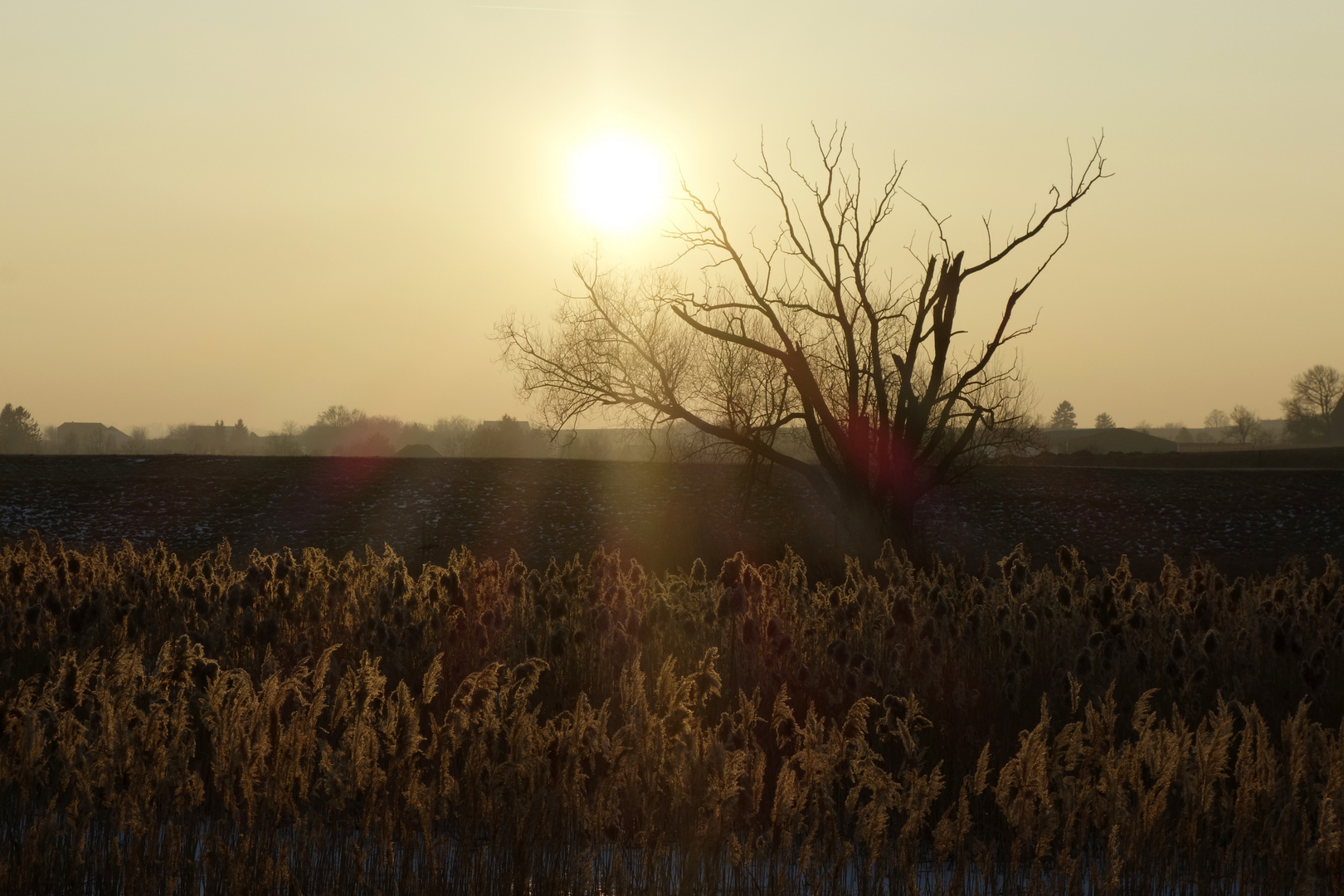 Sonnenuntergang mit Gras im Gegenlicht