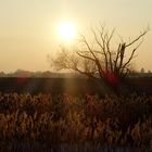 Sonnenuntergang mit Gras im Gegenlicht