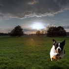 Sonnenuntergang mit Hund