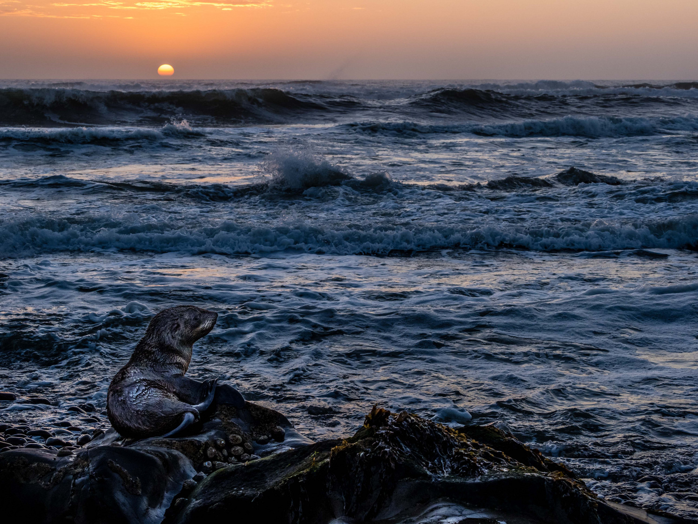 Sonnenuntergang mit junger Robbe