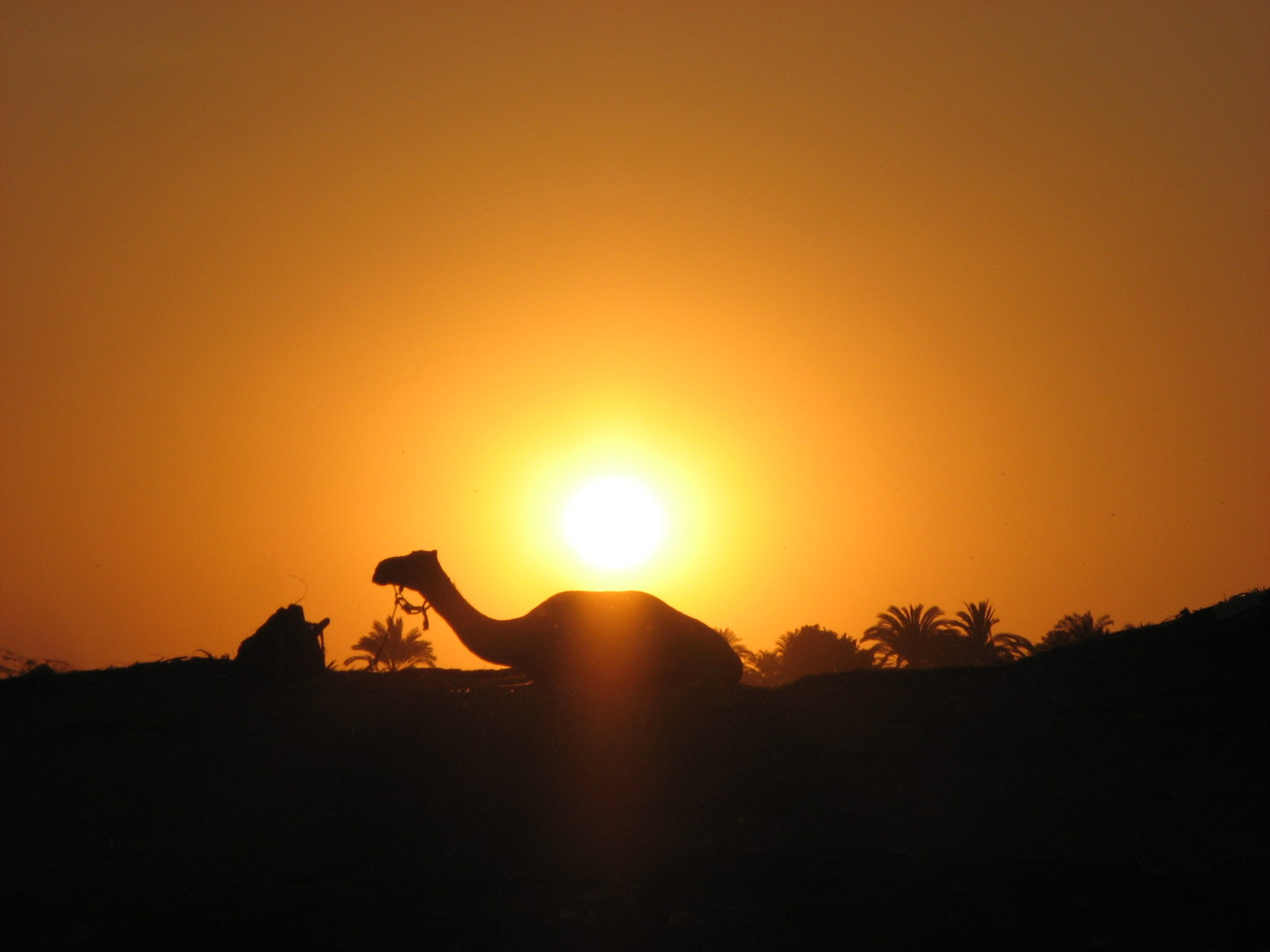 Sonnenuntergang mit Kamel