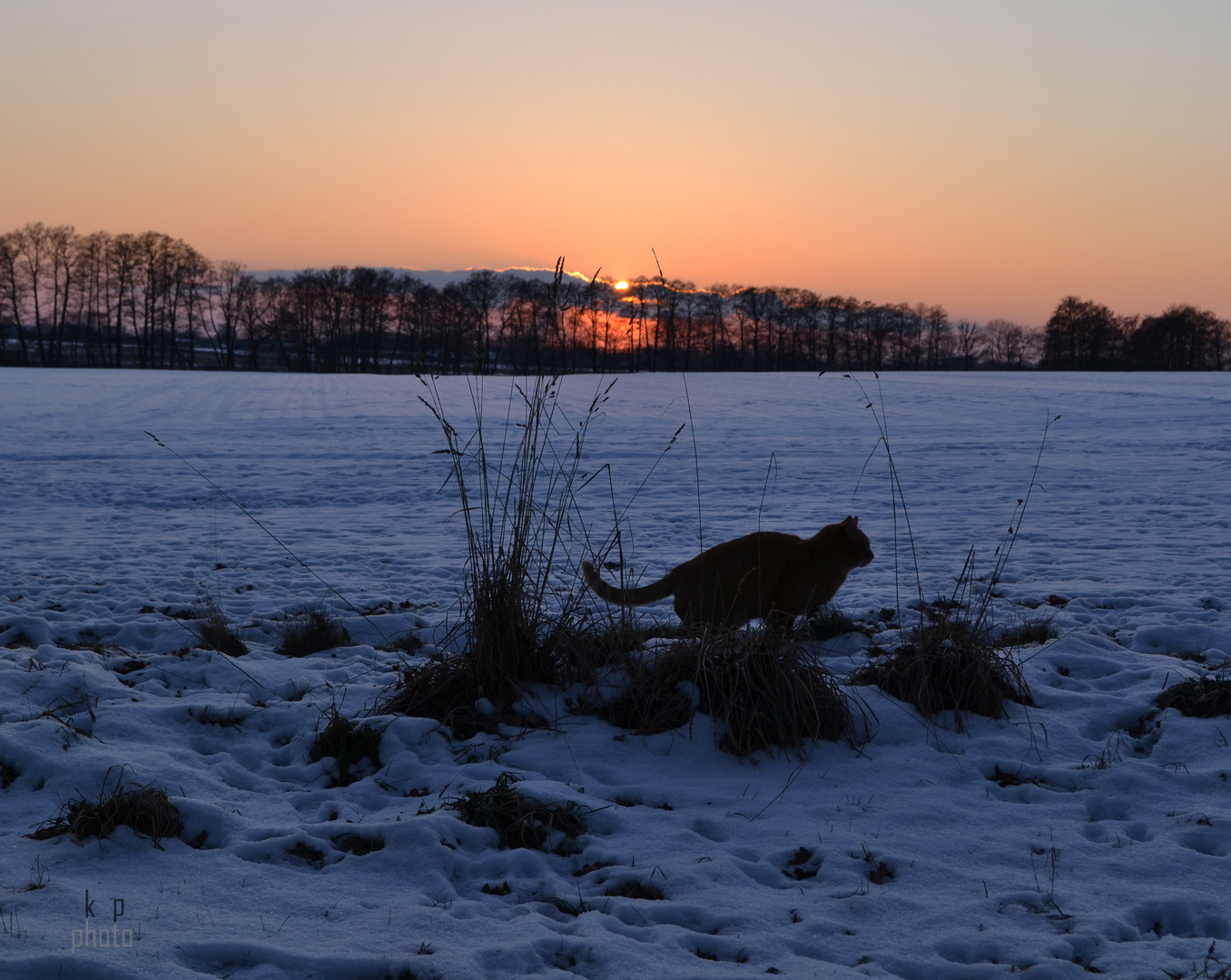 Sonnenuntergang mit Katze