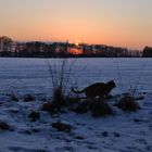 Sonnenuntergang mit Katze