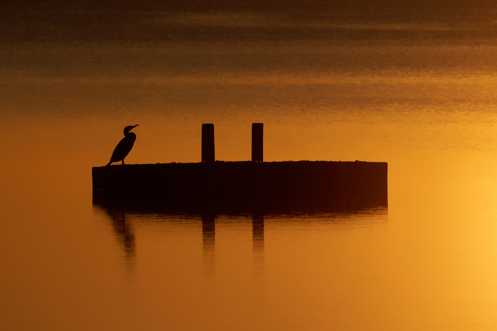 Sonnenuntergang mit Kormoran I