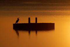 Sonnenuntergang mit Kormoran I