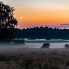 Sonnenuntergang mit Kühen