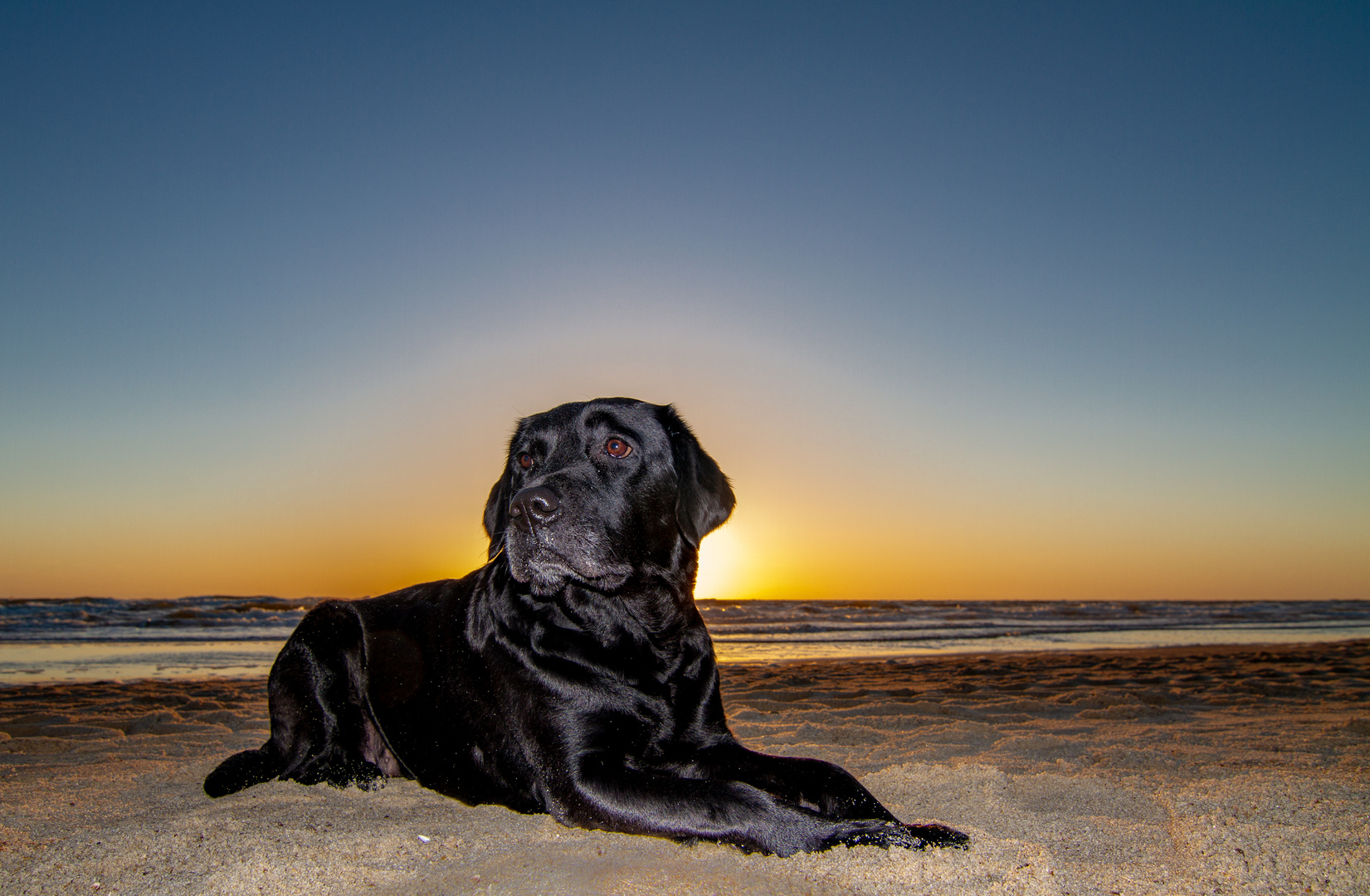 Sonnenuntergang mit Labrador