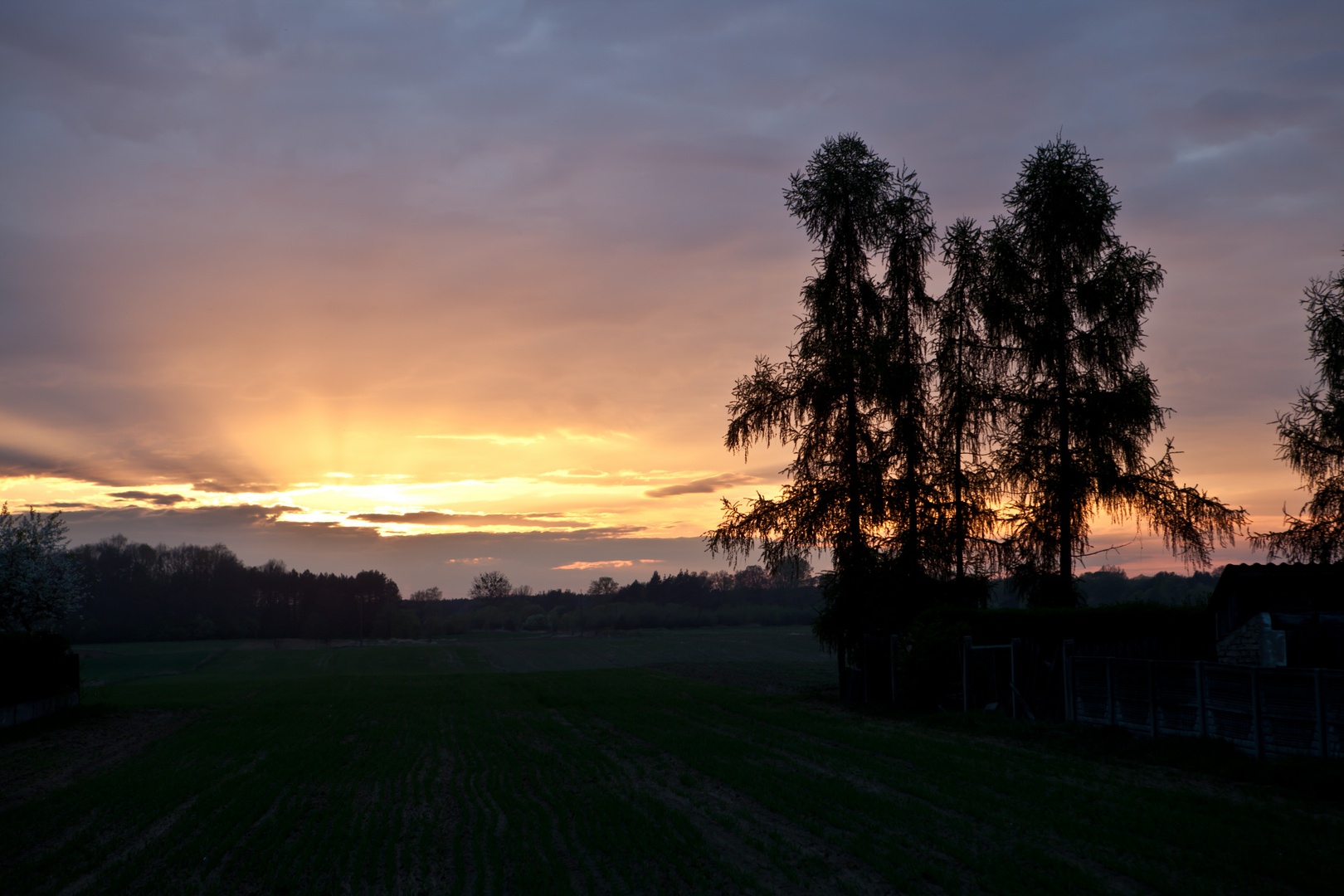 Sonnenuntergang mit Lärchen