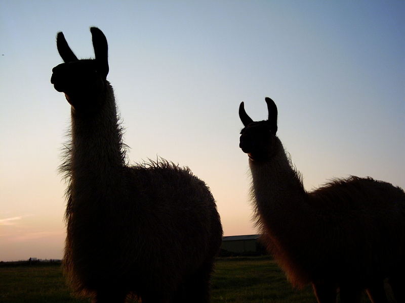 Sonnenuntergang mit Lamas