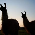 Sonnenuntergang mit Lamas