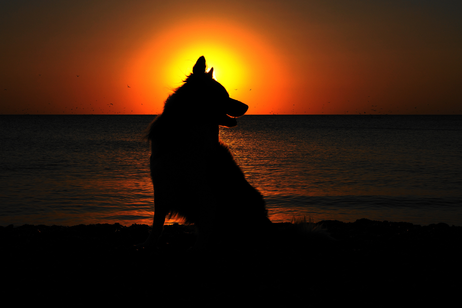 Sonnenuntergang mit Merlin