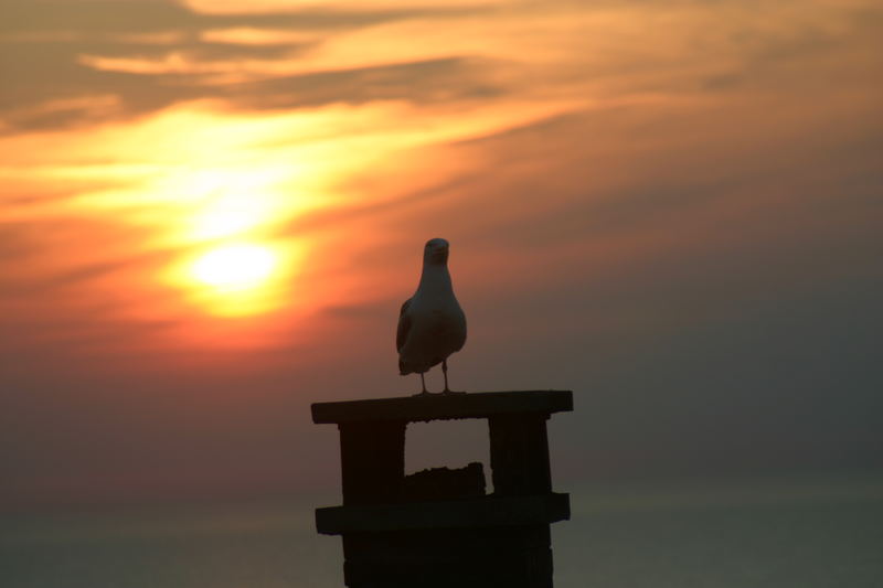 sonnenuntergang mit möve