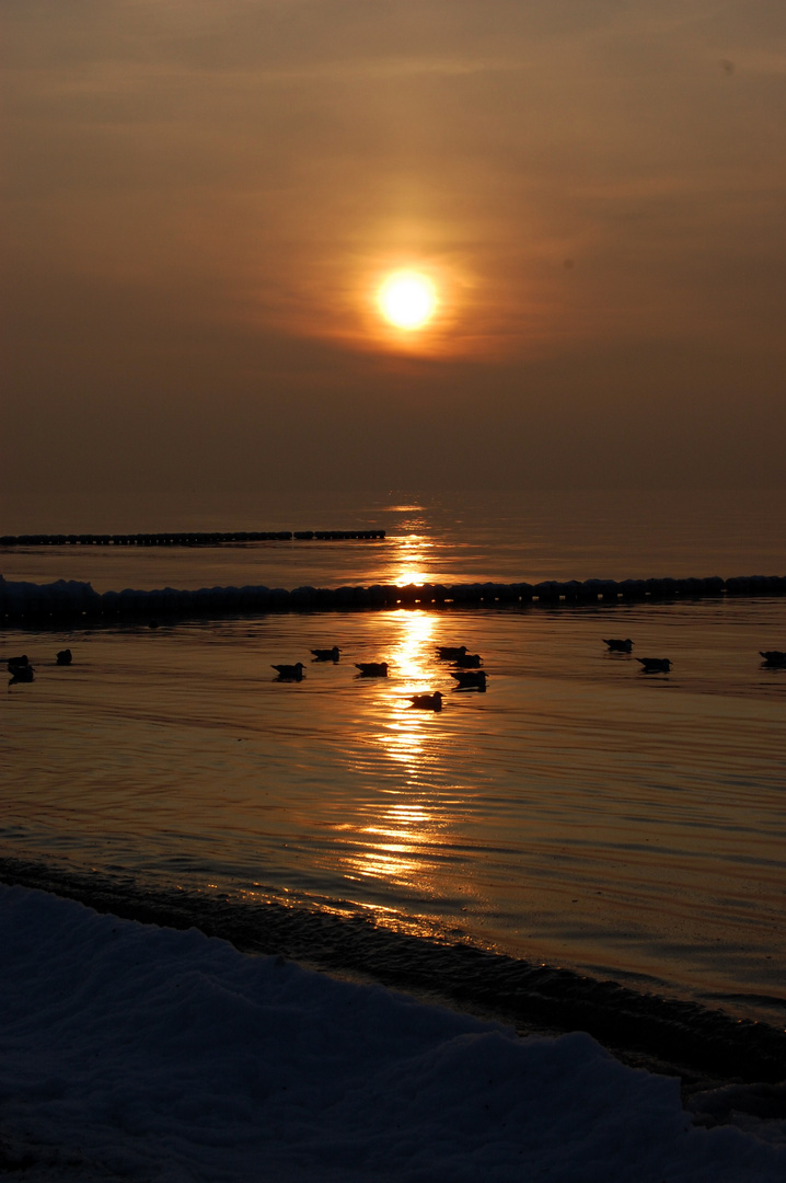 Sonnenuntergang mit Möven