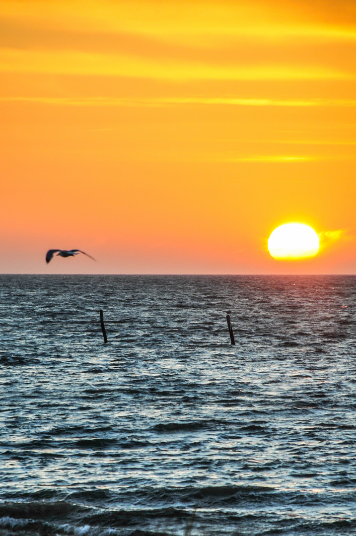 Sonnenuntergang mit Möwe