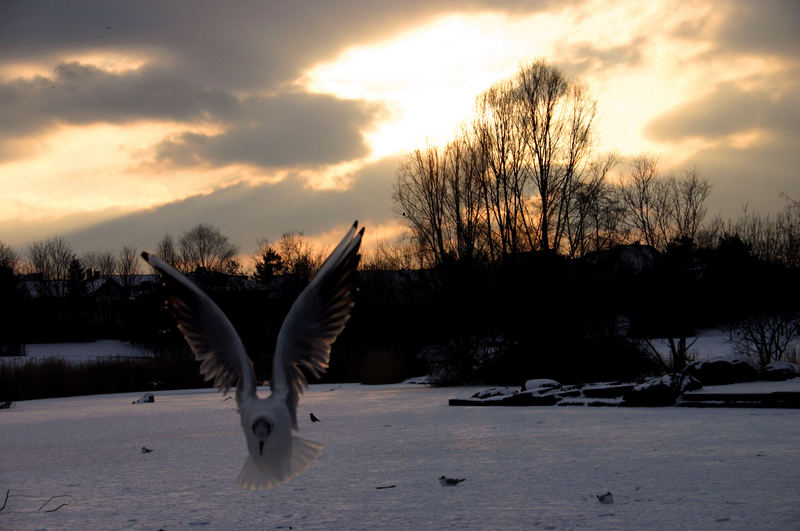 Sonnenuntergang mit Möwe