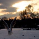 Sonnenuntergang mit Möwe